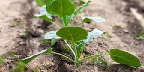 Kako hraniti patlidžan nakon sadnje u stakleniku